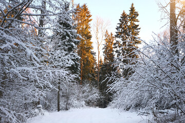 Poster - Fosty winter landscape in snowy forest, winter background