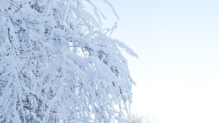 Poster - Fosty winter landscape in snowy forest, winter background
