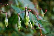 Close Up Of Himalayan Balsam Seed Pods. Impatiens Glandulifera