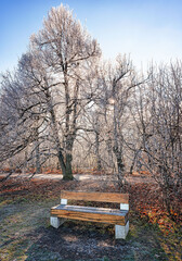 Wall Mural - Nice winter scene with frozen trees