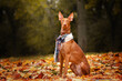 pharaoh hound beautiful portraits of a magical breed in autumn park

