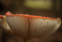 Close-up Picture Of A Amanita Poisonous Mushroom In Nature