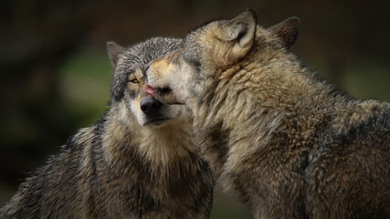  Meute de loups gris