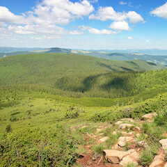Wall Mural - mountains covered trees