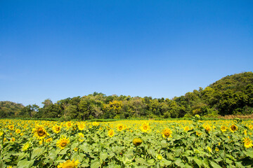 sunflowers, sunflower, natural, flowers, agriculture, background, beautiful, beauty, blooming, blossom, blue, botany, bright, circle, close-up, closeup, color, colorful, field, flora, floral, flower, 