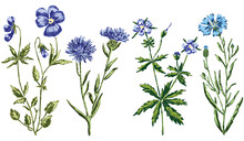 Vector Image Of Set Various Drawn Blue Wildflowers
