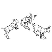 Three Little Goats Jumping And Frolicking