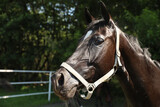 Fototapeta Konie - Dark bay horse in paddock on sunny day. Beautiful pet