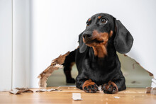 Naughty Dachshund Puppy Was Locked In Room Alone And Chewed Hole In Door To Get Out. Poorly Behaved Pets Spoil Furniture And Make Mess In Apartment