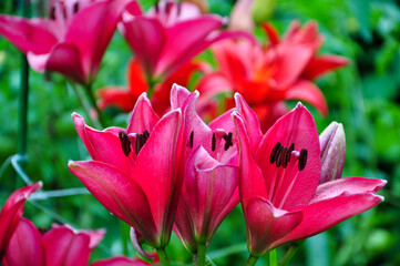 Red flowers are daylilies or Hemerocallis.