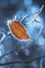 One Frozen Leaf On A Tree Branch In The Forest In Winter, Close Up View