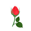 Unopened red rose bud isolated on white background. Vector illustration of a beautiful flower and green leaves in cartoon flat style.