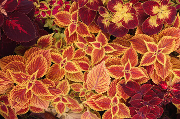 Poster - Mix of Coleus plants, colorful foliage, Plectranthus scutellarioides, Solenostemon scutellarioides. Red and yellow flowers