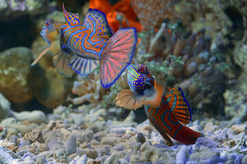 Mandarin fishes fight for territory