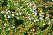 Blooming cotoneaster Dammer (Cotoneaster dammeri C.K.Schneid.)
