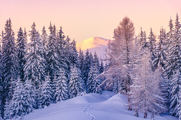 Wall Mural - Amazing mountain peak covered by snow and footpath in the winter forest.