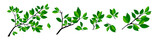 Fototapeta  - Summer tree branch with fresh green leaves. Vector illustration