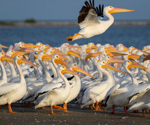 White Pelicans On Beach