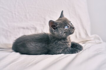 Poster - Adorable grey cat laying on the bed.