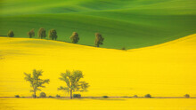 Landscape With Trees Among Yellow Rapeseed Flowers