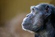 Leinwandbild Motiv Portrait of chimpanzee (Pan troglodytes)