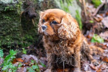 portrait of a dog