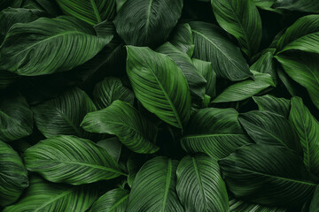 leaves of Spathiphyllum cannifolium, abstract green texture, nature background, tropical leaf