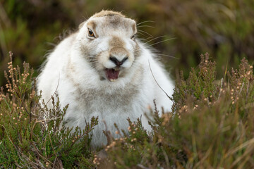 white mountain hare sitting on green heather on a winter day. Lepus timidus hares change fur colour from brown to white