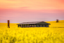 Barn And Old Ruin Sit In A Field Of Canola