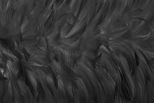 Black White Feather Pattern Texture For Background And Design.