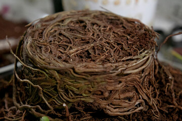 Roots of the plant shaped into the pot shape covered with mud