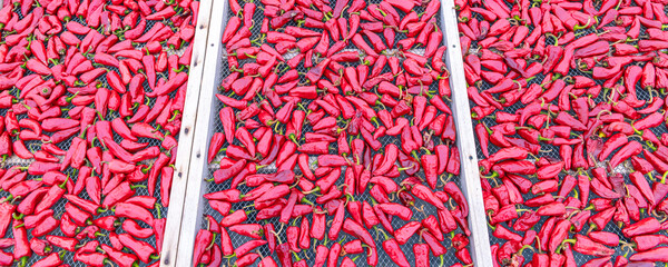 Wall Mural - Espelette chillies dried