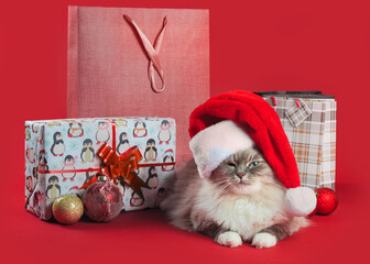 A fluffy cat in a Santa hat is lying next to gifts on a red background