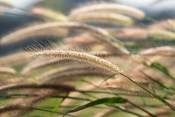 grass field wheat nature plant 