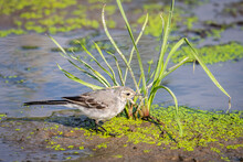 White Wagtail Or Motacilla Alba. Wagtails Is A Genus Of Songbirds. Wagtail Is One Of The Most Useful Birds. It Kills Mosquitoes And Flies, Which Deftly Chases In The Air