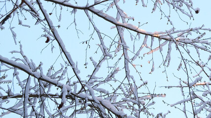 Poster - frosty winter landscape in snowy forest