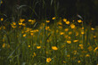 Yellow moody flower field, yellow flowers