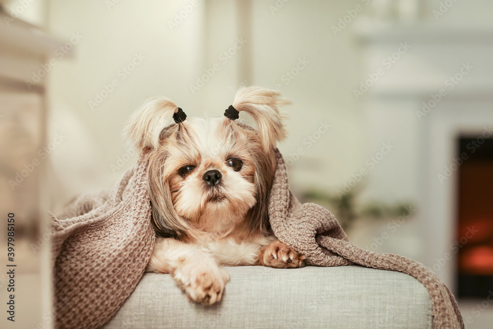 Cute dog with warm plaid at home. Concept of heating season