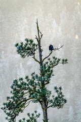 perched bald eagle against a frosty forest background.
