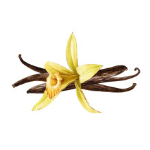 Vanilla Orchid Flower With Beans Watercolor Illustration. Hand Drawn Realistic Sweet Aroma Spice Herb With Dry Seed Pods. Vanilla Flower Botanical Image Arrangement. Yellow Orchid Tropical Plant