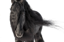 An Adult Frieze Stallion With A Long Black Mane On A White Background. Mane Flutters In The Wind