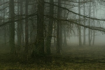  Larches