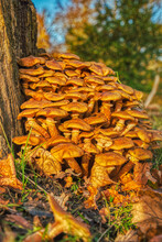 Autumnal Closeup Of A Fungal Cluster Of Orange Toxic Mushroom. Bunch Of Poisonous Jack O Lantern Fungus Beside A Dead Tree Stump. Omphalotus Olearius Fungi Or Funguses Array In Jaegersborg Dyrehave