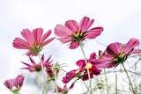 Fototapeta Kosmos - Pink cosmos flower blooming soft light on blur background