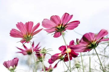 Wall Mural - Pink cosmos flower blooming soft light on blur background