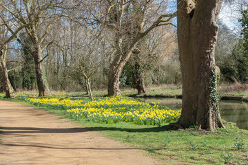 Daffodils in bloom along the Isis river