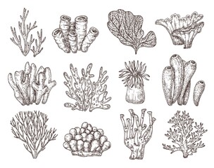 Wall Mural - Coral sketch. Natural corals sketching, black engraving ocean reef flora. Seaweed branch, underwater life exact vector collection. Illustration underwater aquarium coral, engraving nature wildlife