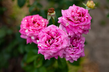 summer time. large beautiful bright pink roses in the garden. bush of fresh roses. flowers for home decor.