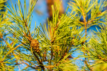 Wall Mural - single closed brown lodgepole pinecone on pine branch with green needles in forest of mountains