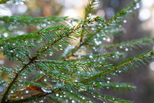 Spruce Tree After The Rain. A Bright Evergreen Pine Tree Green Needles Branches With Rain Drops. Fir-tree With Dew, Conifer, Spruce Close Up, Blurred Background. Autumn Forest